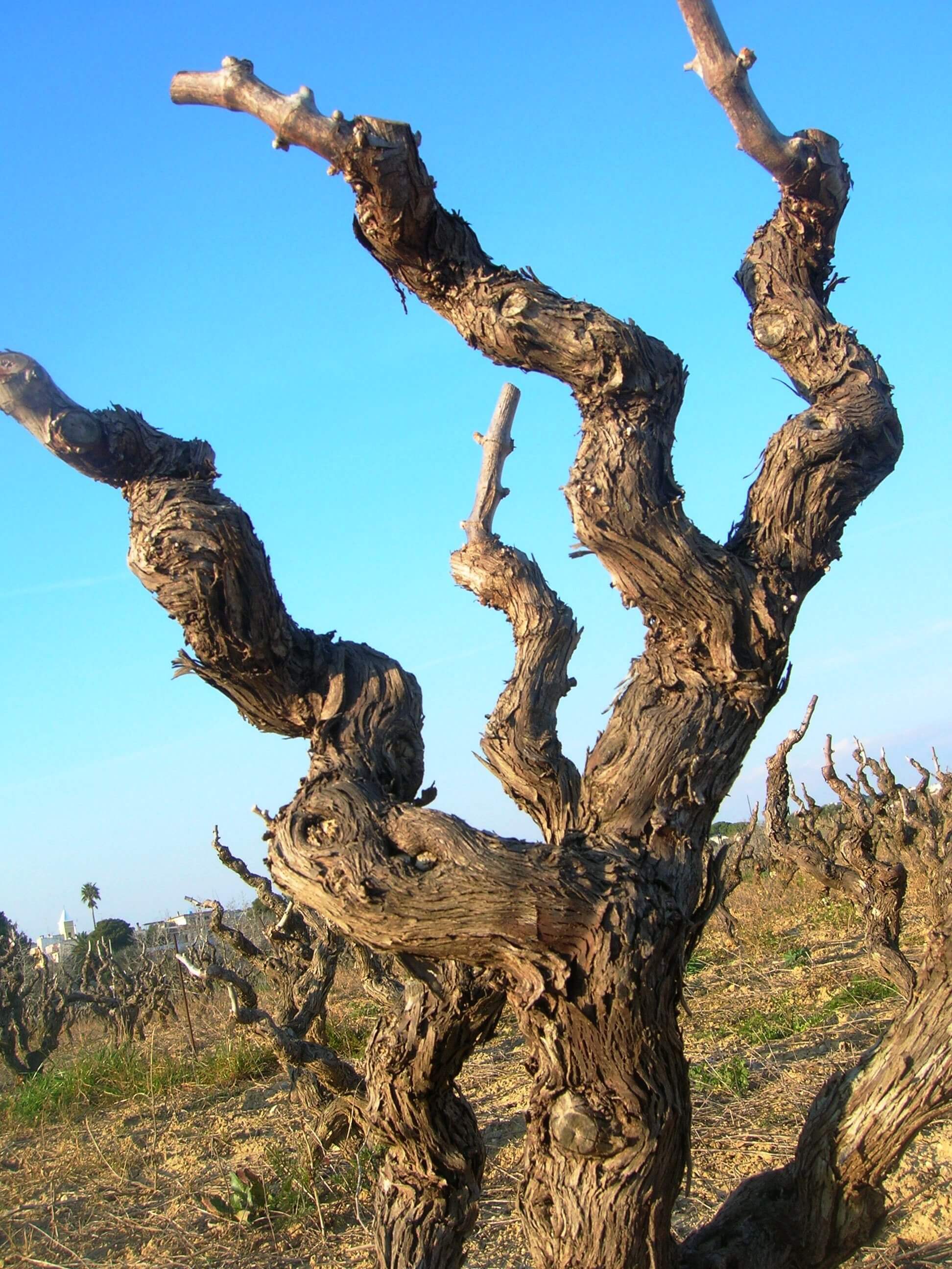 Alberelli Di Negroamaro | L’Astore | Vintage 2012 Magnum | Exclusive Red Wines - Wonders of Luxury