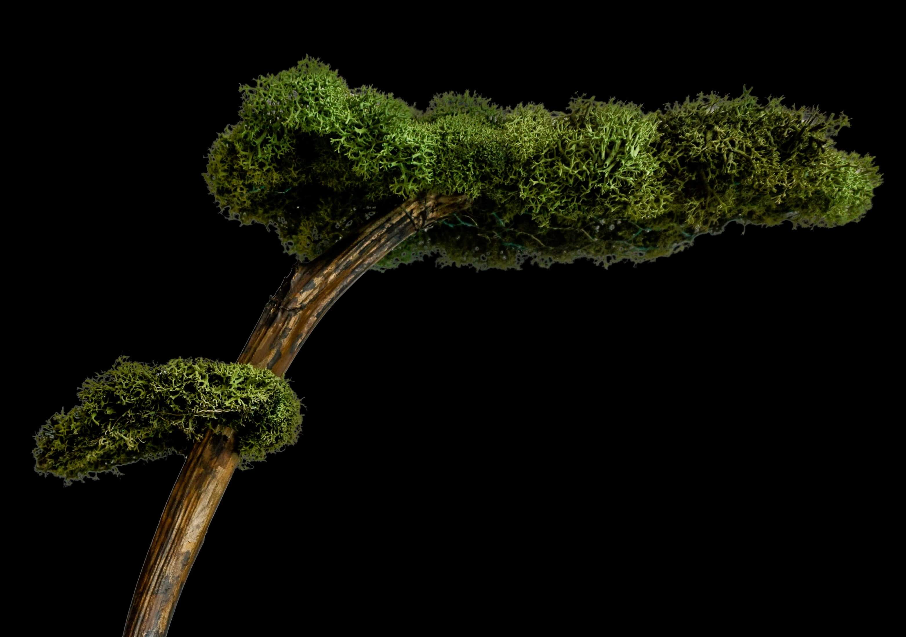 Bonsai | Rendier mos / Reindeer moss | Home decoration Wonders of Luxury - Interior