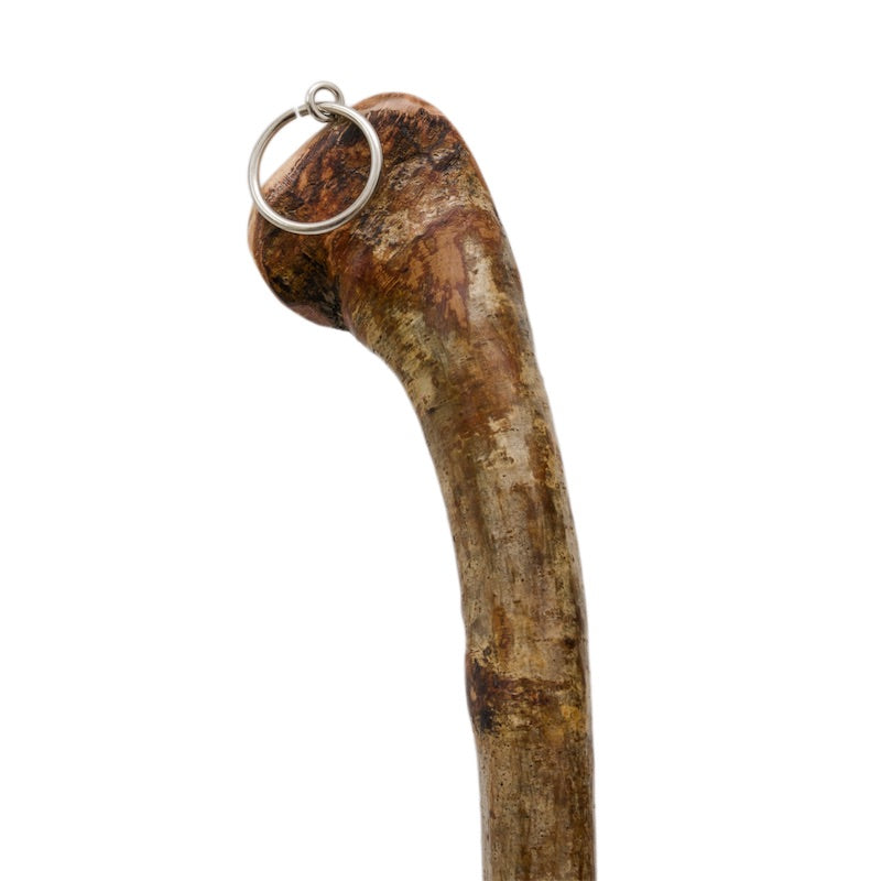 Rare Shoehorn in Elm Wood