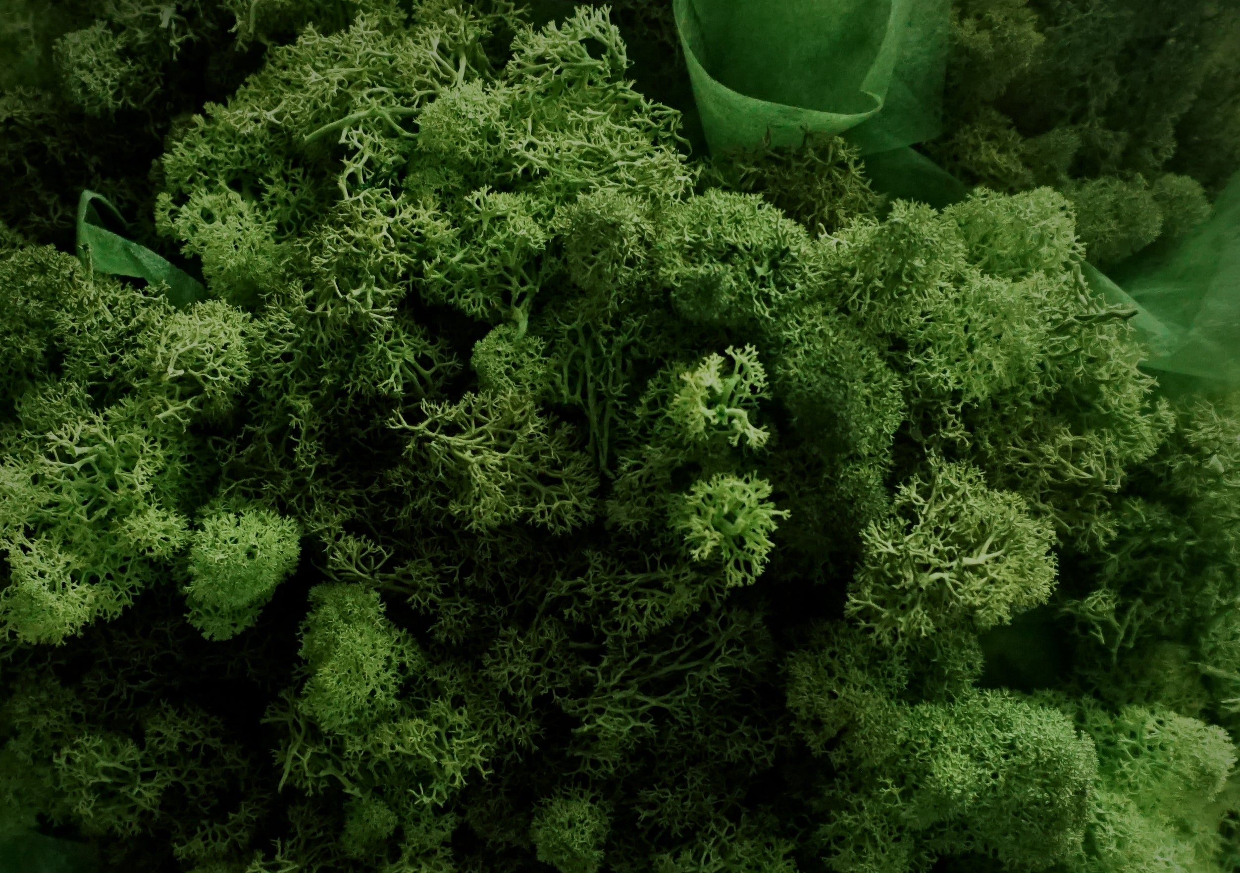 Rendier mos / Reindeer moss | Home decoration | 50⌀ Wonders of Luxury - Interior