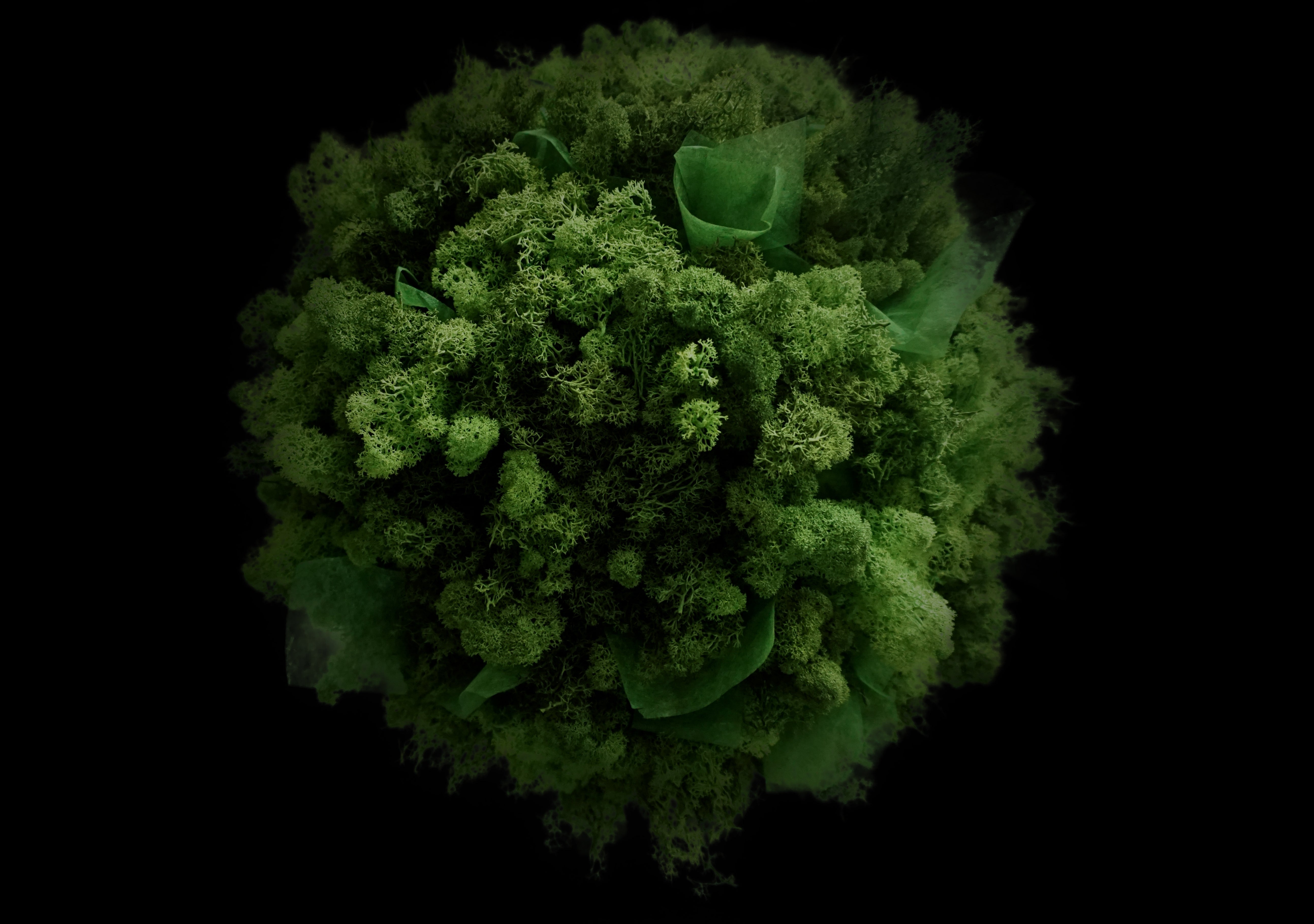 Rendier mos / Reindeer moss | Home decoration | 50⌀ Wonders of Luxury - Interior