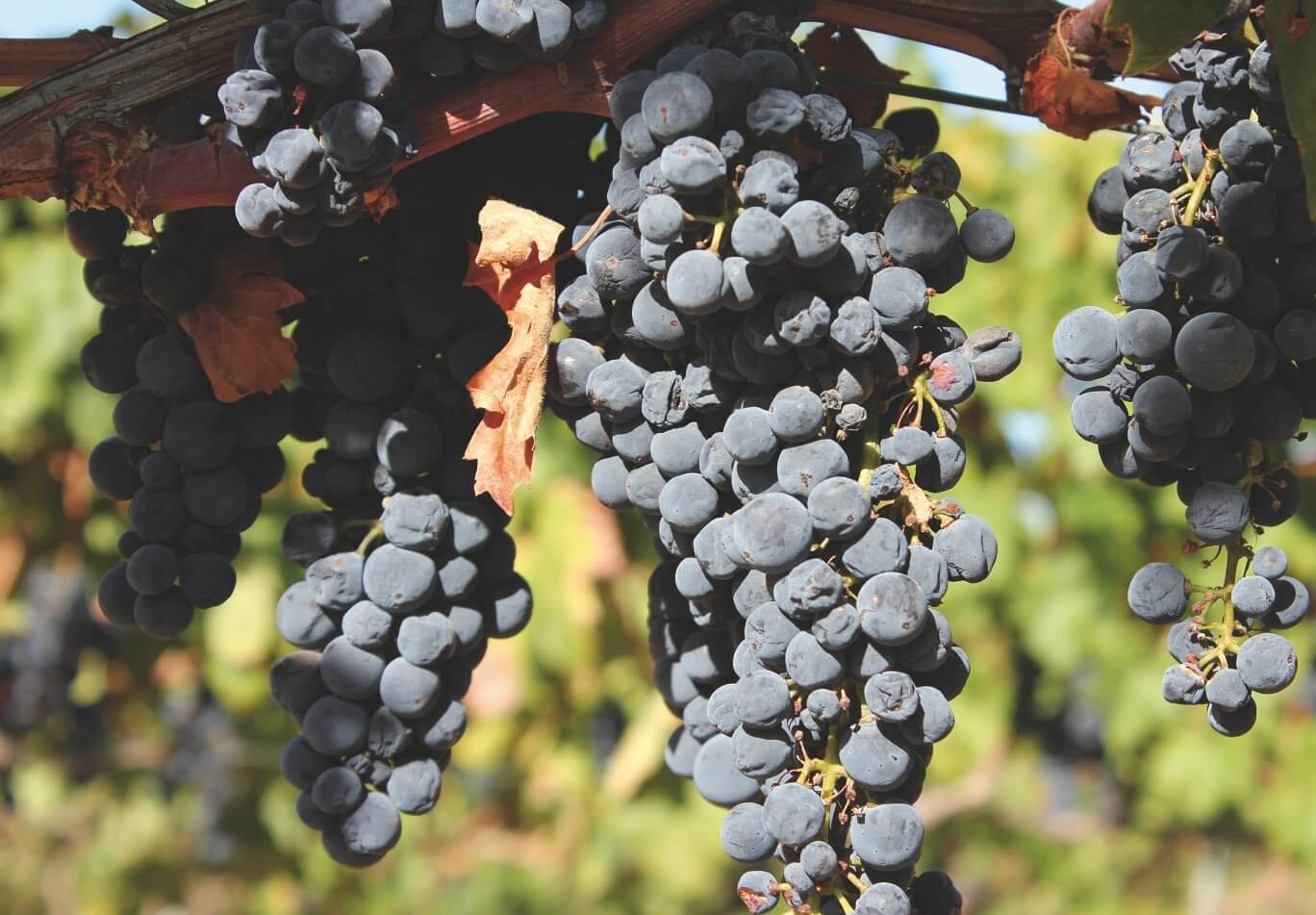 healthier graph for red wines by Cannito Drumon Riserva