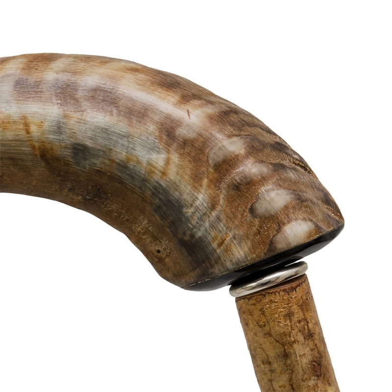 Mutton Horn Cane - Canes