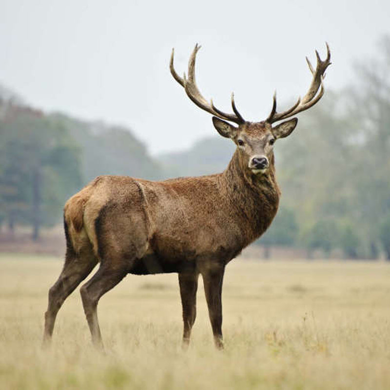 Deer Antler Umbrella - Umbrella