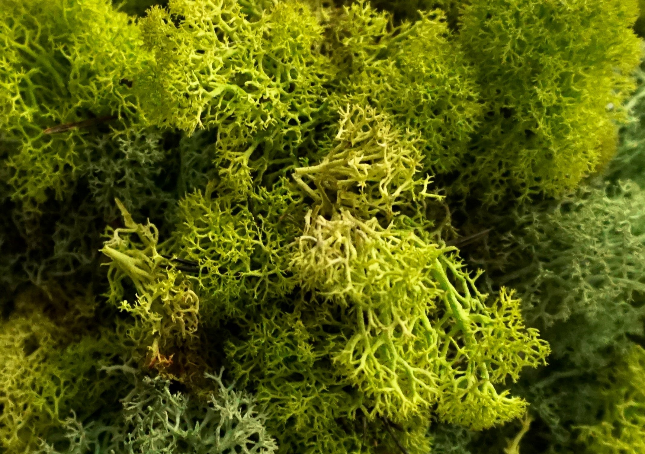 Rendier mos / Reindeer moss | Home decoration | 30⌀ Wonders of Luxury - Interior