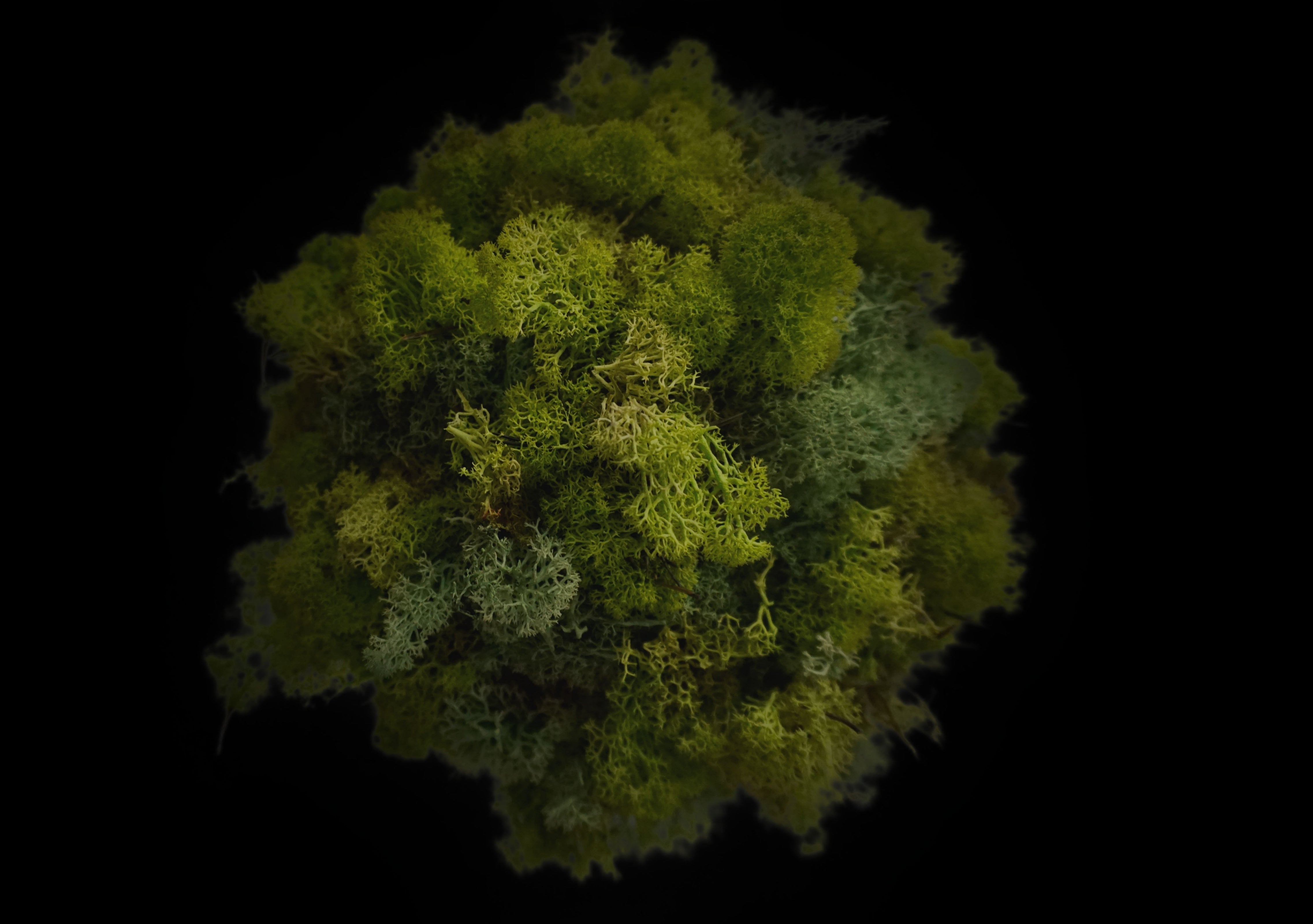 Rendier mos / Reindeer moss | Home decoration | 30⌀ Wonders of Luxury - Interior