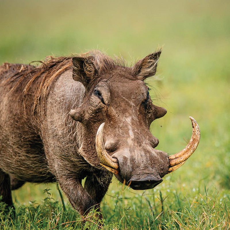 Warthog Tusk Cane - Canes