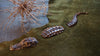 Unieke handgemaakte krokodil gegoten in massief brons